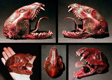 Illustration for article titled Interview: Minnesota Association Of Rogue Taxidermists